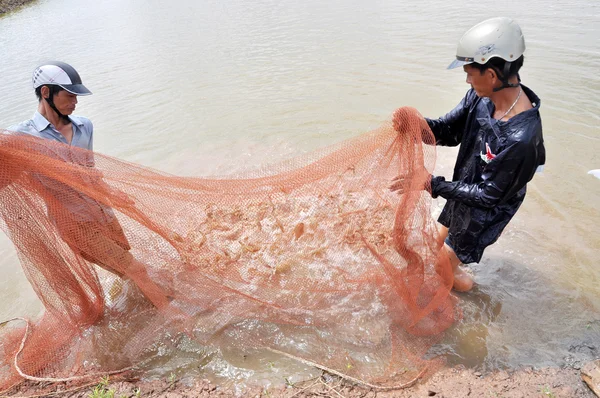 Bac Lieu, Vietnam - 22 Kasım 2012: Vietnam Çiftçiler karides balık ağı gölet ve Bac Lieu şehirde küçük sepetleri hasat