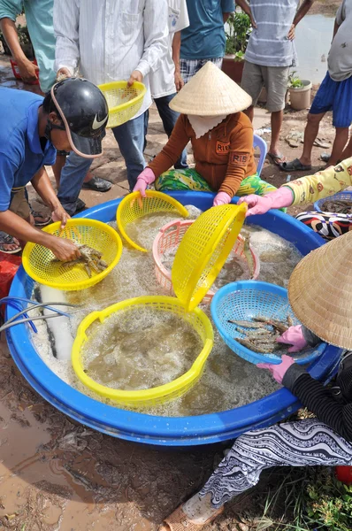Bac lieu, Vietnam - 22. November 2012: vietnamesische Bauern sortieren Garnelen nach der Ernte aus ihrem Teich, bevor sie sie an Verarbeitungsbetriebe in bac statt der Stadt verkaufen — Stockfoto