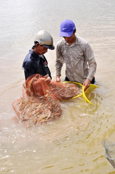 Bac Lieu, Vietnam - November 22, 2012: Vietnamese farmers are harvesting shrimps from their pond with a fishing net and small baskets in Bac Lieu city — Stock Photo, Image