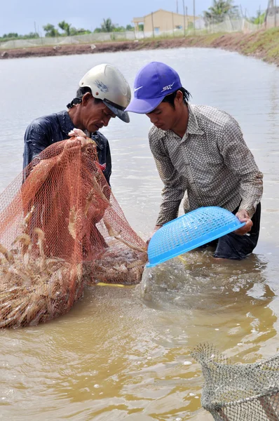 Bac Lieu, Vietnam - November 22, 2012: Vietnamese farmers are harvesting shrimps from their pond with a fishing net and small baskets in Bac Lieu city — Stock Photo, Image