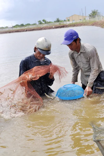 Bac Lieu, Vietnam - November 22, 2012: Vietnamese farmers are harvesting shrimps from their pond with a fishing net and small baskets in Bac Lieu city — Stock Photo, Image