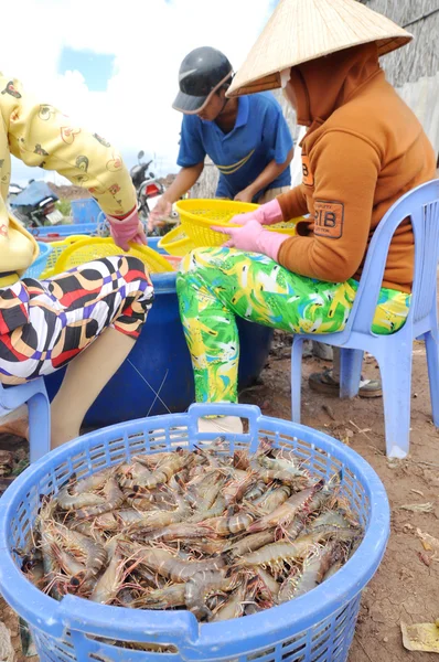 Bac Lieu, Vietnam - 22 novembre 2012: Gli agricoltori vietnamiti stanno classificando i gamberetti dopo il raccolto dal loro stagno prima di venderli agli impianti di trasformazione nella città di Bac Lieu — Foto Stock