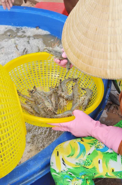 Bac lieu, Vietnam - 22. November 2012: vietnamesische Bauern sortieren Garnelen nach der Ernte aus ihrem Teich, bevor sie sie an Verarbeitungsbetriebe in bac statt der Stadt verkaufen — Stockfoto