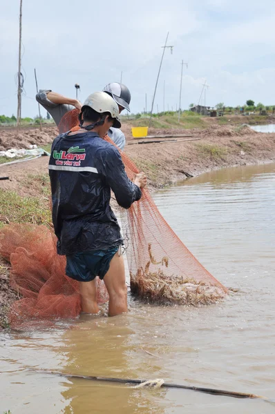 Bac Lieu, Vietnam - November 22, 2012: Fishermen are harvesting shrimp from their pond by fishing nets in Bac Lieu city — Stock Photo, Image