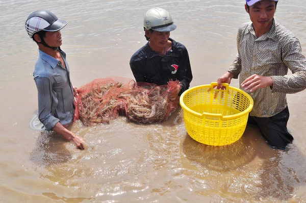 Bac Lieu, Vietnam - November 22, 2012: Fishermen are harvesting shrimp from their pond by fishing nets in Bac Lieu city — Stock Photo, Image