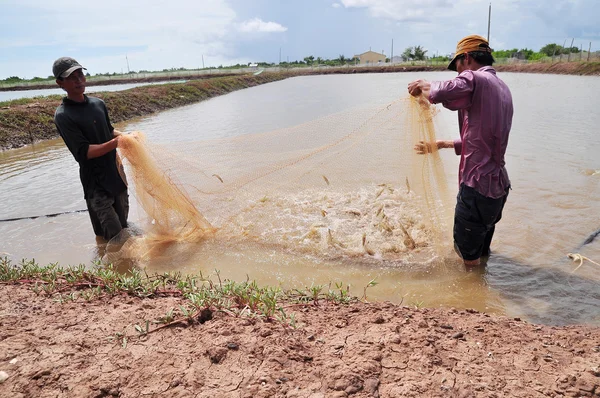 Bac Lieu, Vietnam - 22 November 2012: Nelayan sedang memanen udang dari kolam mereka dengan jaring ikan di kota Bac Lieu — Stok Foto
