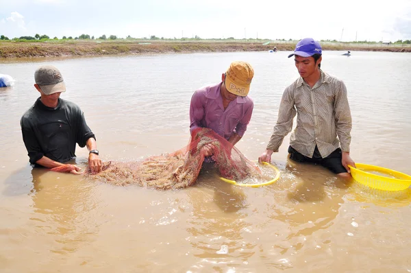 Bac Lieu, Vietnam - 22 Kasım 2012: Balıkçılar onların Gölet karides balık ağlarına Bac Lieu City tarafından hasat