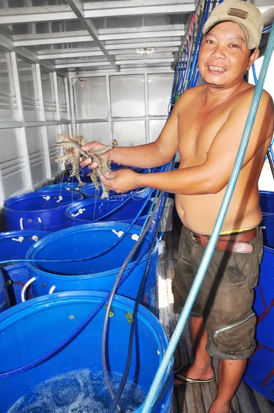 Bac Lieu, Vietnam - November 22, 2012: A farmer is showing his shrimps which are stored alive in tanks with oxygen supplement after harvesting and waiting for being transported to processing plants