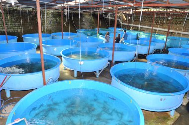 Lam Dong, Vietnam - May 27, 2012: Sturgeon fish breeding farm in Tuyen Lam lake in Da Lat city