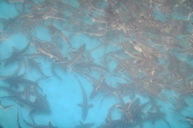 Dong, Vietnam - 5 Mayıs 2012 lam: Mersin balığı kuluçka Tuyen Lam Gölü, Da Lat şehir çiftçilere tanıtıldı