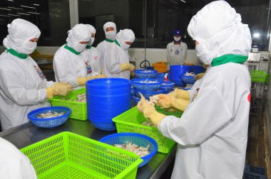 Hau Giang, Vietnam - 23 Haziran 2013: İşçi işleme tesisi Hau Giang, Mekong delta Vietnam ilinde bir karides içinde çalışıyoruz