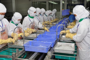 Hau Giang, Vietnam - June 23, 2013: Workers are working in a shrimp processing plant in Hau Giang, a province in the Mekong delta of Vietnam clipart