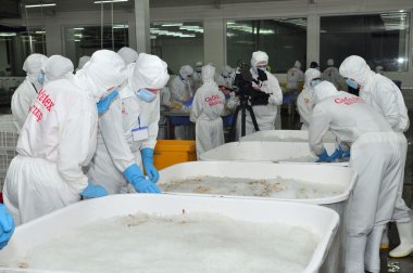 Hau Giang, Vietnam - 23 Haziran 2013: İşçi işleme tesisi Hau Giang, Mekong delta Vietnam ilinde bir karides içinde çalışıyoruz