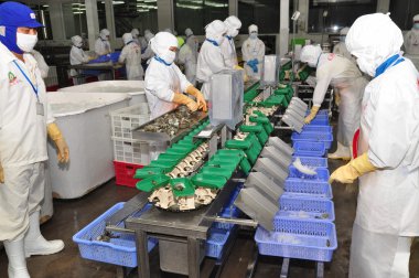 Hau Giang, Vietnam - June 23, 2013: Workers are working with a shrimp sizing machine in a processing plant in Hau Giang, a province in the Mekong delta of Vietnam