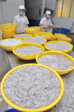 Quy Nhon, Vietnam - August 1, 2012: Shrimps are being peeled off and wash up before getting frozen in a seafood factory in Quy Nhon city, Vietnam