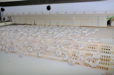 Quy Nhon, Vietnam - August 1, 2012: Shrimps are getting frozen in a seafood factory in Quy Nhon city, Vietnam