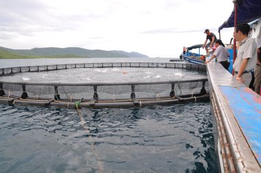 Nha Trang, Vietnam - 23 Haziran 2013: barramundi Van Phong Bay Vietnam'daki kafes kültüründe makine tarafından balık besleme