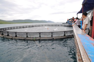 Nha Trang, Vietnam - 23 Haziran 2013: barramundi Van Phong Bay Vietnam'daki kafes kültüründe makine tarafından balık besleme