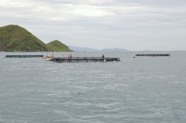 Nha Trang, Vietnam - 23 Haziran 2013: barramundi Van Phong Bay Vietnam'daki kafes kültüründe balık besleme