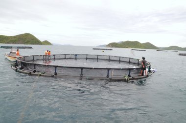 Nha Trang, Vietnam - 23 Haziran 2013: barramundi Van Phong Bay Vietnam'daki kafes kültüründe balık besleme
