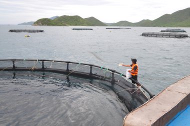 Nha Trang, Vietnam - 23 Haziran 2013: barramundi Van Phong Bay Vietnam'daki kafes kültüründe balık besleme