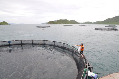 Nha Trang, Vietnam - 23 Haziran 2013: barramundi Van Phong Bay Vietnam'daki kafes kültüründe makine tarafından balık besleme