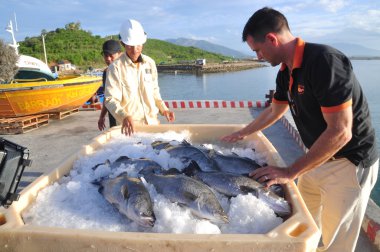 Nha Trang, Vietnam - 23 Haziran 2013: Barramundi balığı Van Phong koyda çiftlik ve dünya pazarına ihraç