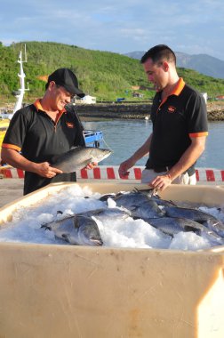 Nha Trang, Vietnam - 23 Haziran 2013: Barramundi balığı Van Phong koyda çiftlik ve dünya pazarına ihraç