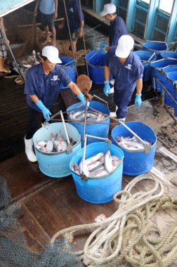 Tien Giang, Vietnam - 30 Ağustos 2012: Pangasius yayın balığı kova tarafından işleme tesisi için ana tekneden tranfered olmak