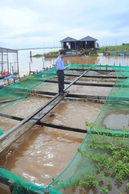 Dong Thap, Vietnam - August 31, 2012: Farming of red tilapia in cage on river in the mekong delta of Vietnam clipart