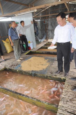 Dong Thap, Vietnam - 31 Ağustos 2012: Tarım Nehri Vietnam mekong Deltası'nda kafeste tilapia kırmızı