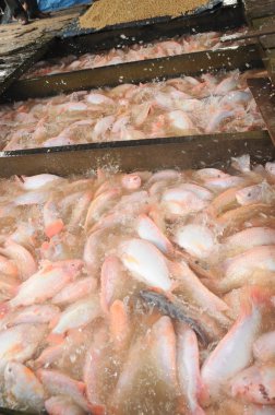 Dong Thap, Vietnam - 31 Ağustos 2012: Tarım Nehri Vietnam mekong Deltası'nda kafeste tilapia kırmızı