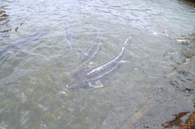 Dong, Vietnam - 2 Eylül 2012 lam: Tarım mersin balığı balık kafes kültür Tuyen Lam gölde. Mersin birkaç tür havyar yapılır, onların karaca için hasat lüks yiyecek