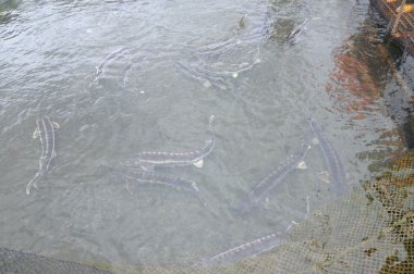 Dong, Vietnam - 2 Eylül 2012 lam: Tarım mersin balığı balık kafes kültür Tuyen Lam gölde. Mersin birkaç tür havyar yapılır, onların karaca için hasat lüks yiyecek