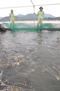 Dong, Vietnam - 2 Eylül 2012 lam: İşçiler tarım mersin balığı balık kafes kültür Tuyen Lam gölde besleniyor