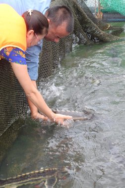 Dong, Vietnam - 2 Eylül 2012 lam: Tarım mersin balığı balık kafes kültür Tuyen Lam gölde. Mersin birkaç tür havyar yapılır, onların karaca için hasat lüks yiyecek