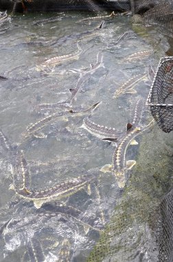 Dong, Vietnam - 2 Eylül 2012 lam: Tarım mersin balığı balık kafes kültür Tuyen Lam gölde. Mersin birkaç tür havyar yapılır, onların karaca için hasat lüks yiyecek