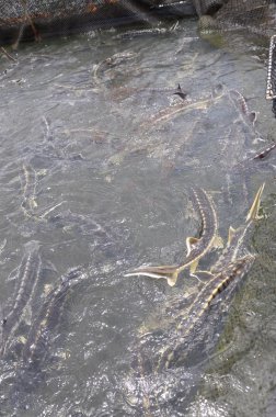 Dong, Vietnam - 2 Eylül 2012 lam: Tarım mersin balığı balık kafes kültür Tuyen Lam gölde. Mersin birkaç tür havyar yapılır, onların karaca için hasat lüks yiyecek