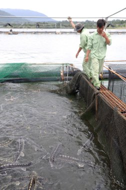 Dong, Vietnam - 2 Eylül 2012 lam: İşçiler tarım mersin balığı balık kafes kültür Tuyen Lam gölde besleniyor