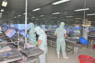 Bir Giang, Vietnam - 12 Eylül 2013: İşçiler, pangasius yayın balığı bir deniz ürünleri işleme tesisi bir Giang, Vietnam Mekong Deltası'nda bir il içinde filleting