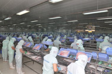 Bir Giang, Vietnam - 12 Eylül 2013: İşçiler, pangasius yayın balığı bir deniz ürünleri işleme tesisi bir Giang, Vietnam Mekong Deltası'nda bir il içinde filleting