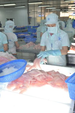 Bir Giang, Vietnam - 12 Eylül 2013: İşçi pangasius balık fileto renk kalitesini bir deniz ürünleri işleme tesisi bir Giang, Vietnam Mekong Deltası'nda bir il içinde test ediyoruz