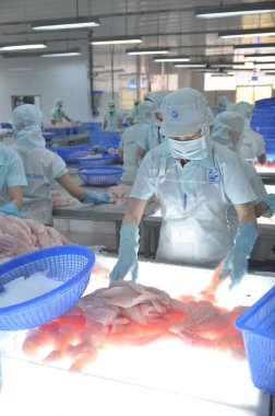 Bir Giang, Vietnam - 12 Eylül 2013: İşçi pangasius balık fileto renk kalitesini bir deniz ürünleri işleme tesisi bir Giang, Vietnam Mekong Deltası'nda bir il içinde test ediyoruz