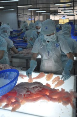 Bir Giang, Vietnam - 12 Eylül 2013: İşçi pangasius balık fileto renk kalitesini bir deniz ürünleri işleme tesisi bir Giang, Vietnam Mekong Deltası'nda bir il içinde test ediyoruz