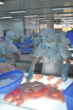 Bir Giang, Vietnam - 12 Eylül 2013: İşçi pangasius balık fileto renk kalitesini bir deniz ürünleri işleme tesisi bir Giang, Vietnam Mekong Deltası'nda bir il içinde test ediyoruz