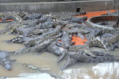 Bir Giang, Vietnam - 12 Eylül 2013: Timsahlar etler, derileri için ve eğlenceli gezginler ve turistler bir çiftlikte bir Giang, Vietnam Mekong Deltası'nda bir il için yetiştirilen