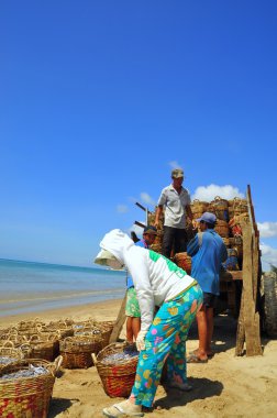 Lagi, Vietnam - February 26, 2012: Local women are uploading fisheries onto the truck to the processing plant in Lagi beach