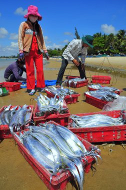 Lagi, Vietnam - 26 Şubat 2012: Yerel balıkçılar onların balıklar yerli halk ve turistler Lagi sahilde için Satıyoruz