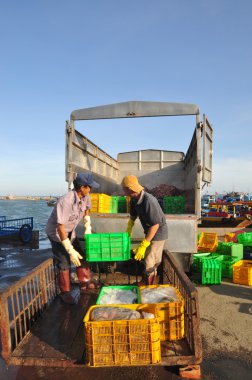 Lagi, Vietnam - February 26, 2012: Workers are loading forage fish onto the truck to the feed mill in Lagi seaport