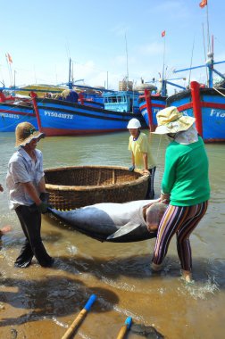 Phu Yen, Vietnam - 28 Şubat 2012: Yerel balıkçılar balığı kendi gemiler sedye taşınması ve Tuy Hoa seaport test eve getirmek